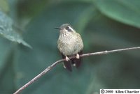 Speckled Hummingbird - Adelomyia melanogenys