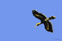 Great Hornbill - Buceros bicornis