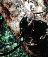 Silvery-cheeked Hornbill - Ceratogymna brevis