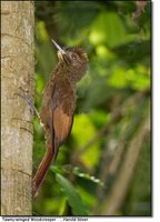 Tawny-winged Woodcreeper - Dendrocincla anabatina