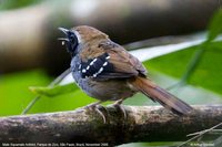 Squamate Antbird - Myrmeciza squamosa