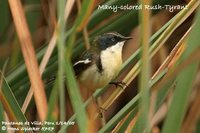 Many-colored Rush-Tyrant - Tachuris rubrigastra