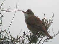 Great Reed-Warbler - Acrocephalus arundinaceus