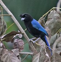 San Blas Jay - Cyanocorax sanblasianus