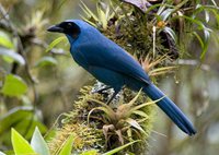 Turquoise Jay - Cyanolyca turcosa