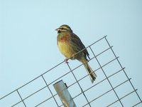 Cirl Bunting - Emberiza cirlus