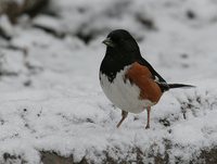 Eastern Towhee - Pipilo erythrophthalmus