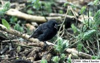 Medium Ground-Finch - Geospiza fortis