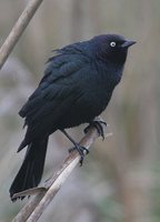 Brewer's Blackbird - Euphagus cyanocephalus