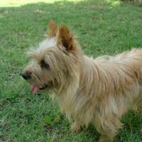 Norwich Terrier