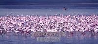 ...flamingos on the lake in Ngorongoro Crater . The Flamingos are feeding . Family : Phoenicopterid