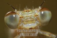 Azure Damselfly , Coenagrion puella , head , young imago stock photo