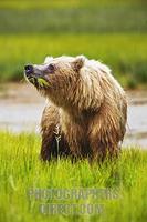 Coastal Brown Bear , ( Ursus arctos ) Eating grass along the coast of Cook Inlet , Lake Clark Na...