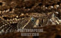 Mexican rattlesnake stock photo