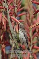 Sunbird , supposable Yellow tufted Malachite Sunbird ( Nectarinia famosa ) , female , looks for ...