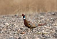 Common pheasant C20D 02038.jpg