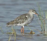 Spotted Redshank p.138