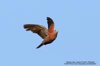 Red Turtle-Dove Scientific name - Streptopelia tranquebarica humilis