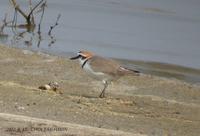 Kentish Plover Charadrius alexandrinus 흰물떼새