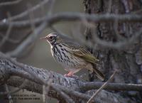 Indian Tree Pipit Anthus hudgsony 힝둥새