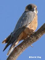 Australian Hobby