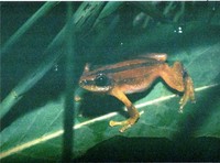 : Afrixalus quadrivittatus; Four-striped Leaf-folding Frog