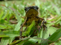 : Atelopus spumarius