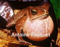 : Bufo margaritifer; Crapaud Perl