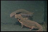 : Cynops pyrrhogaster sasayamae