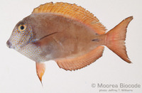 : Acanthurus nigrofuscus