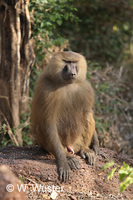 : Papio papio; Western Baboon