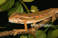 : Bradypodion pumilum; Cape Dwarf Chameleon