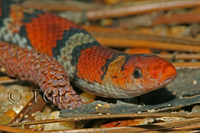 : Cemophora coccinea copei; Scarlet Snake