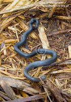 : Diadophis punctatus ssp. punctatus; Southern Ringneck Snake