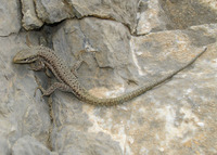 : Lacerta defilippii; Alborz Lizard