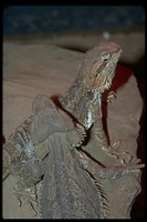 : Pogona barbata; Eastern Bearded Dragon