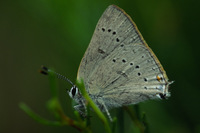 : Satyrium sylvinus; Sylvan Hairstreak