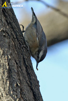 쇠동고비 | Chinese nuthatch Sitta villosa