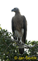 Photo of orel šedohlavý Ichthyophaga ichthyaetus Grey headed fisch Eagle Graukopf Seeadler