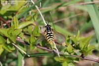 Stor hvepsesvirreflue (Chrysotoxum cautum) Foto/billede af