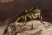 Hesteklæg (Tabanus sudeticus ) Foto/billede af