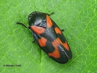 Cercopis vulnerata