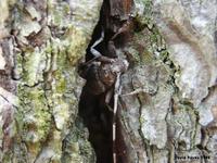 Acanthocinus aedilis - Timberman