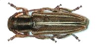 Conizonia bithynensis