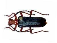 Rhamnusium bicolor