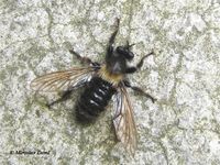 Laphria ephippium