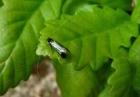 Adela reaumurella