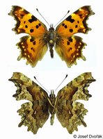 Polygonia c-album - Comma