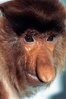 Proboscis monkey (Nasalis larvatus)