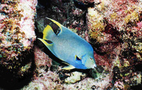 Holacanthus bermudensis, Angelfish: aquarium